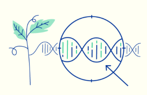precise changes to the plant's genome.PNG